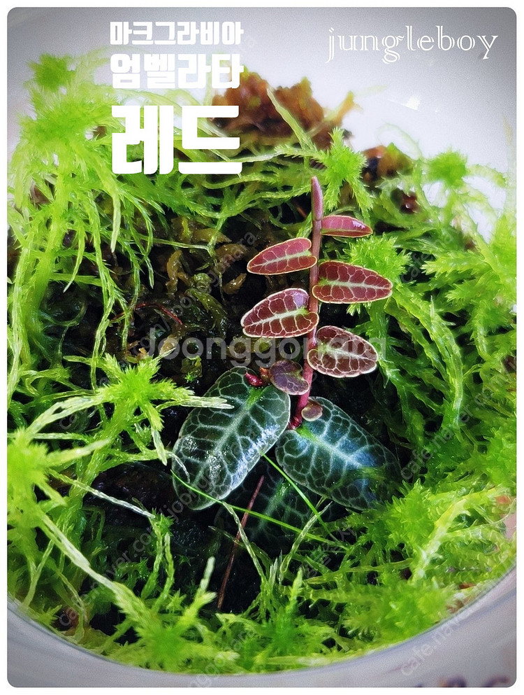 테라리움 비바리움 팔루다리움 정글식물 벌레잡이제비꽃 프리뮬리플로라 제주애기모람 바리에가타 신테니시 식충식물 아프리카...--6